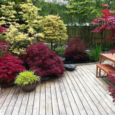japanese-maple-in-landscape-design-with-wooden-deck-floors-colourfull-plants (1)